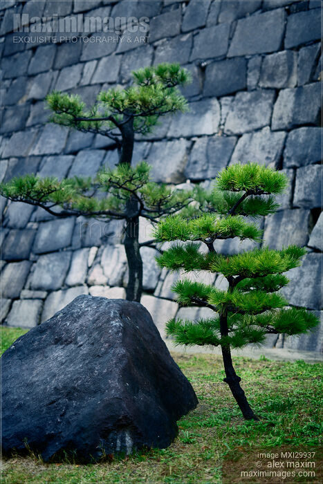 Japanese black pine trees and a rock in front of stone wall Stock photo of Japanese black pine trees and a rock in front of stone wall Buy commercial use license at MaximImages
