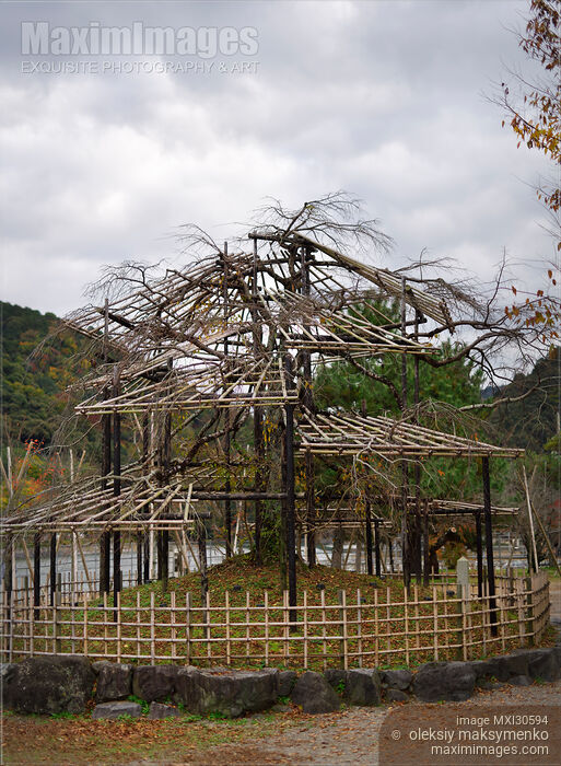 Japanese cherry tree trained in a garden over a structure of bamboo scaffolds and supports Niwaki Stock photo of Japanese cherry tree trained in a garden over a structure of bamboo scaffolds and supports Niwaki Buy commercial use license at MaximImages