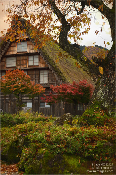 Stock photo of Japanese Gassho historic rural house in autumn scenery Shirakawa-go village Japan Buy commercial use license at MaximImages