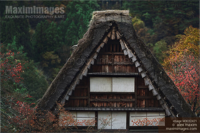 Stock photo of Japanese Gassho-style farmhouse with persimmons drying outside of the windows under a thatched roof Buy commercial use license at MaximImages