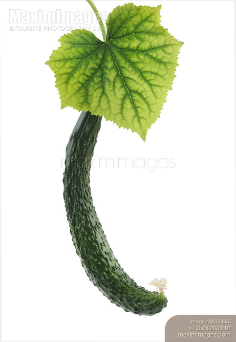 Stock photo of Japanese long cucumber fruit and a green leaf isolated on white Buy commercial use license at MaximImages