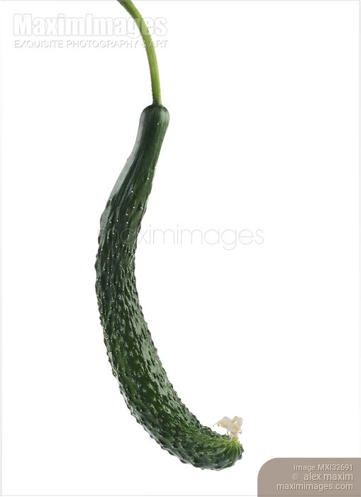 Japanese long cucumber isolated closeup on white background Stock photo of Japanese long cucumber isolated closeup on white background Buy commercial use license at MaximImages