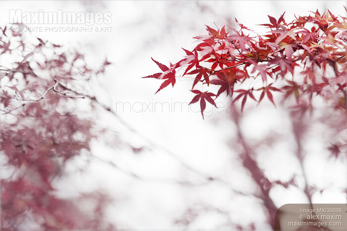 Stock photo of Japanese maple red leaves in autumn mist Buy commercial use license at MaximImages