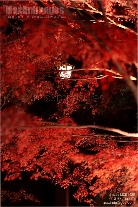 Japanese maple tree red autumn foliage illuminated by street lights in Kyoto Stock photo of Japanese maple tree red autumn foliage illuminated by street lights in Kyoto Buy commercial use license at MaximImages