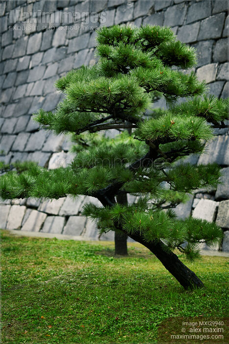 Stock photo of Japanese pine tree in front of castle stone wall Buy commercial use license at MaximImages