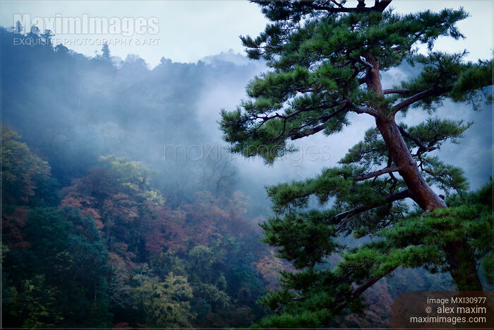 Stock photo of Japanese red pine tree in a foggy autumn morning scenery in Kyoto Buy commercial use license at MaximImages