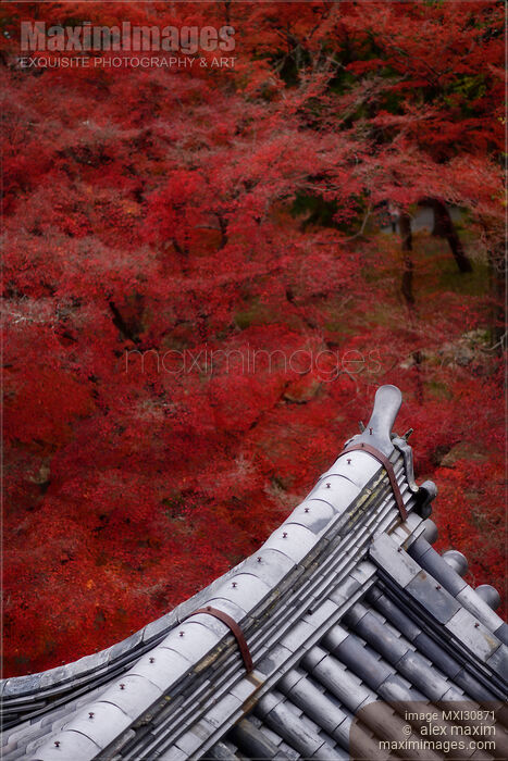 Japanese temple building roof clay tile Kawara in colorful autumn scenery Stock photo of Japanese temple building roof clay tile Kawara in colorful autumn scenery Buy commercial use license at MaximImages