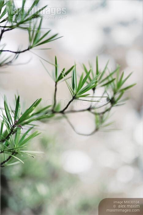 Stock photo of Japanese umbrella pine Sciadopitys verticillata leaves Buy commercial use license at MaximImages