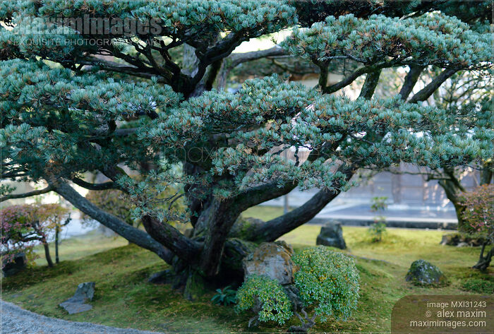 Stock photo of Japanese white pine tree, Pinus parviflora at Ginkaku-ji temple garden Buy commercial use license at MaximImages