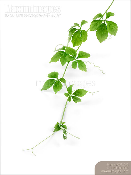 Stock photo of Jiao Gu Lan or Gynostemma climbing plant vine with green leaves tendrils on white background Buy commercial use license at MaximImages