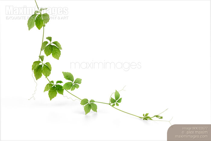 Stock photo of Jiaogulan plant closeup of green leaves on a vine isolated on white background Buy commercial use license at MaximImages