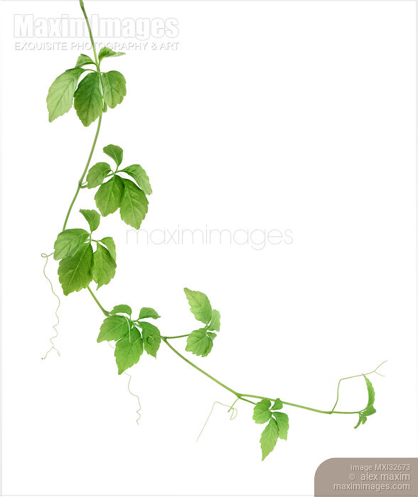 Jiaogulan plant vine Gynostemma pentaphyllum Jiao Gu Lan closeup of leaves on white Stock photo of Jiaogulan plant vine Gynostemma pentaphyllum Jiao Gu Lan closeup of leaves on white Buy commercial use license at MaximImages