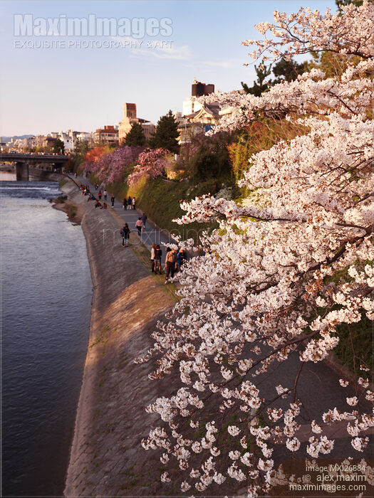 Stock photo of Kamo River cherry blossom in Kyoto Buy commercial use license at MaximImages