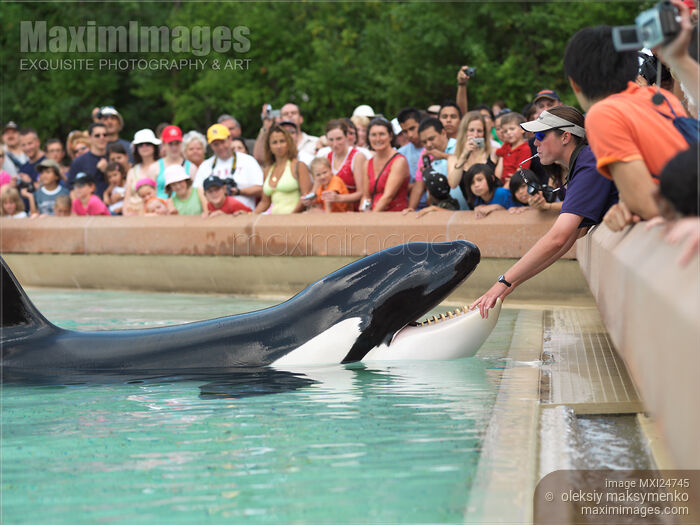 Killer Whale Show at MarineLand Niagara Falls Stock photo of Killer Whale Show at MarineLand Niagara Falls Buy commercial use license at MaximImages