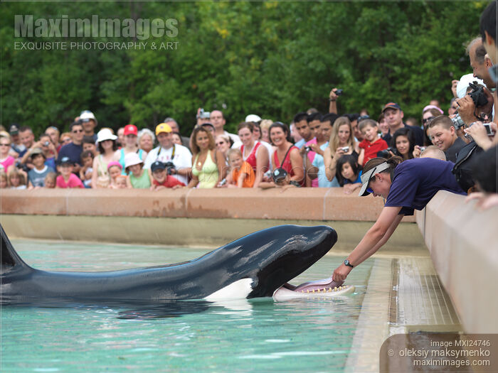 Killer Whale Show at MarineLand Niagara Falls Stock photo of Killer Whale Show at MarineLand Niagara Falls Buy commercial use license at MaximImages