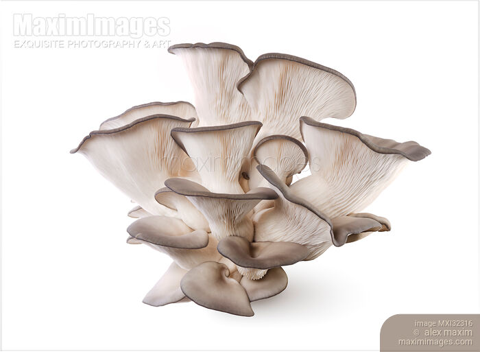 King Oyster mushrooms Pleurotus eryngii isolated on white Stock photo of King Oyster mushrooms Pleurotus eryngii isolated on white Buy commercial use license at MaximImages