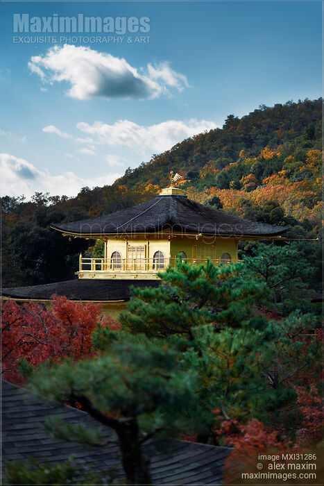 Stock photo of Kinkaku-ji Golden Pavilion roof in a beautiful autumn nature scenery Buy commercial use license at MaximImages