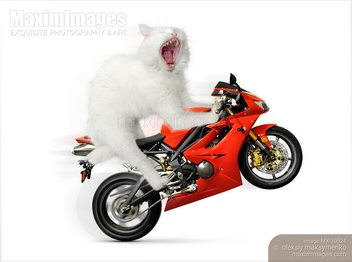 Stock photo of Kitty on a Motorcycle Doing a Wheelie Buy commercial use license at MaximImages