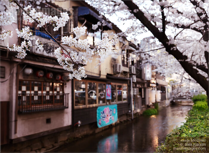 Stock photo of Kiyamachi street Takase river cherry blossom in Kyoto Buy commercial use license at MaximImages