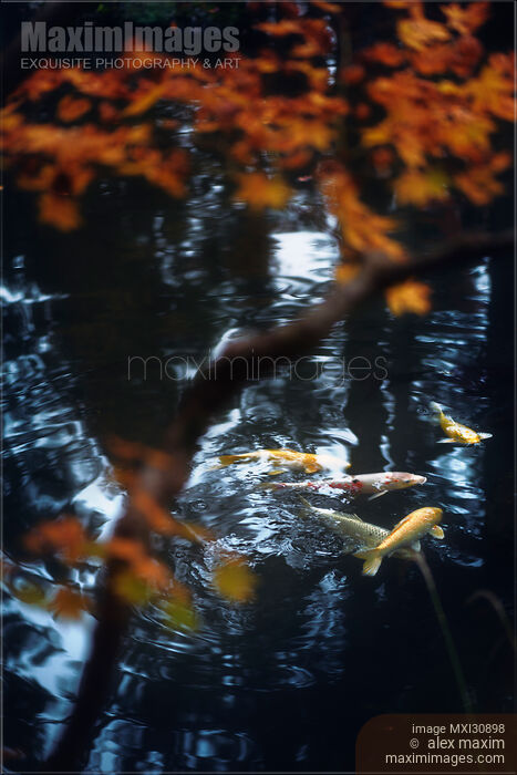 Stock photo of Koi fish in water of a Japanese Zen garden pond Buy commercial use license at MaximImages