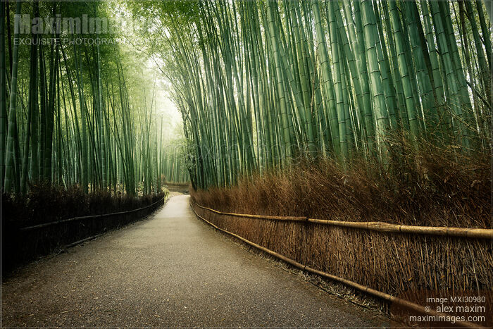 Stock photo of Kyoto Arashiyama bamboo forest path beautiful dreamy scenery Buy commercial use license at MaximImages