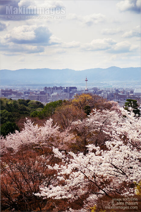 Stock photo of Kyoto tower and cherry blossom Buy commercial use license at MaximImages