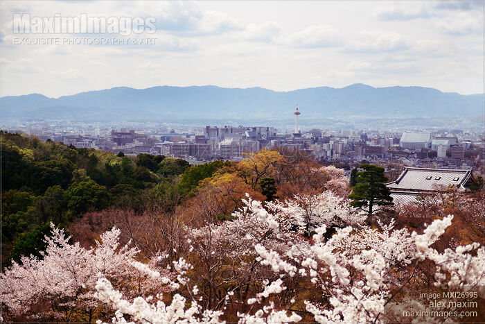 Kyoto tower and city skyline during cherry blossom Stock photo of Kyoto tower and city skyline during cherry blossom Buy commercial use license at MaximImages
