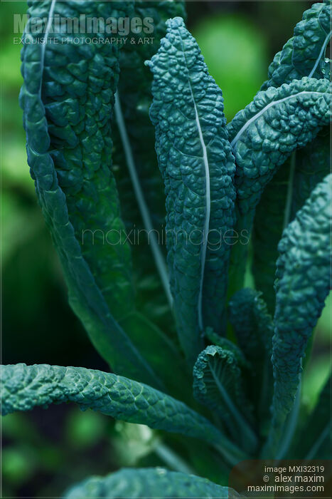 Lacinato kale Cavolo nero Dinosaur kale green leaves in a garden Stock photo of Lacinato kale Cavolo nero Dinosaur kale green leaves in a garden Buy commercial use license at MaximImages