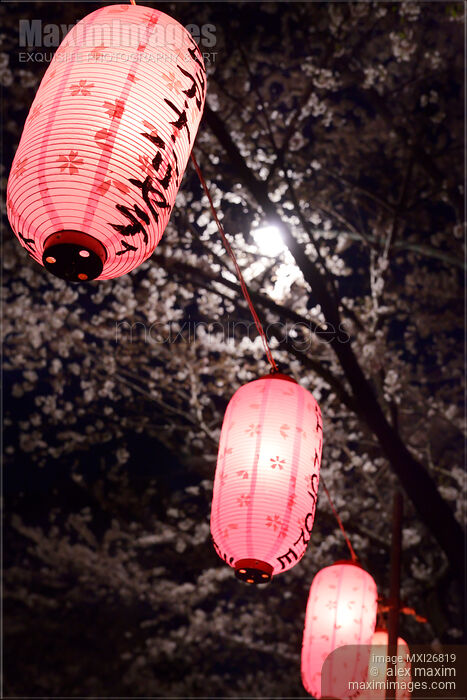 Lanterns at night under cherry trees in Tokyo Stock photo of Lanterns at night under cherry trees in Tokyo Buy commercial use license at MaximImages