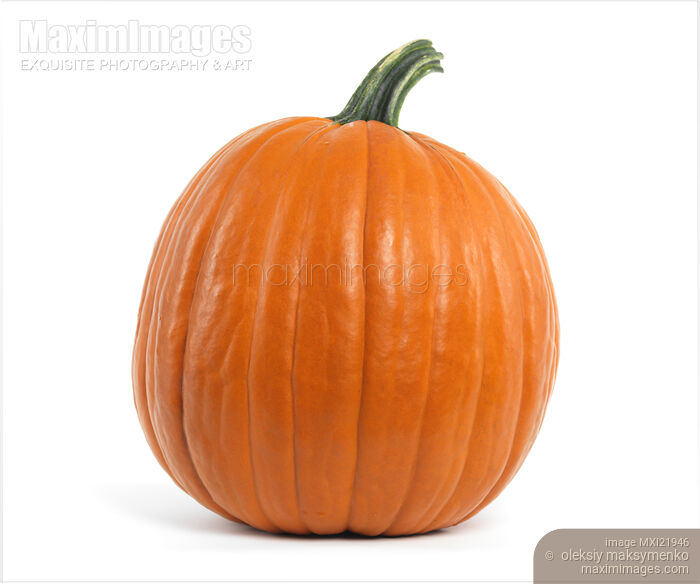 Stock photo of Large Pumpkin Buy commercial use license at MaximImages