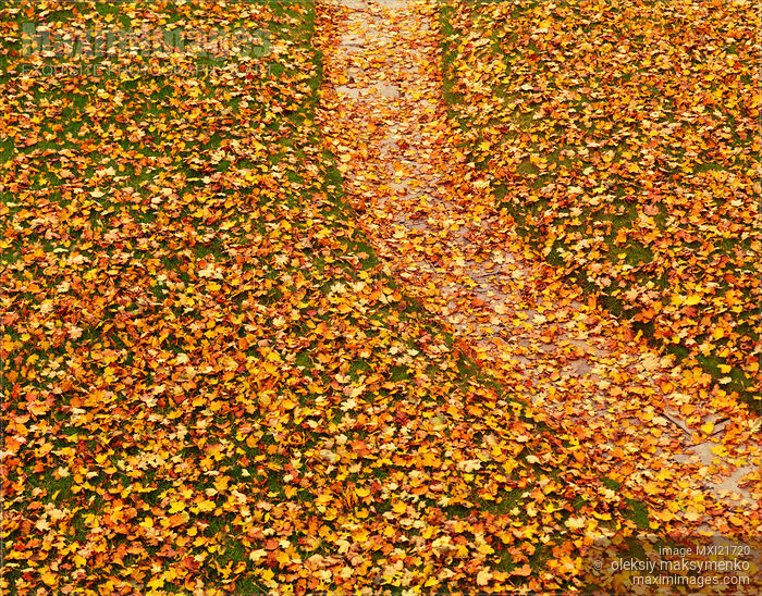 Lawn Covered with Fallen Leaves Stock photo of Lawn Covered with Fallen Leaves Buy commercial use license at MaximImages