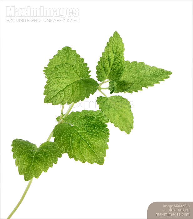 Stock photo of Lemon balm plant green leaves closeup Melissa officinalis mint herb Isolated on white Buy commercial use license at MaximImages