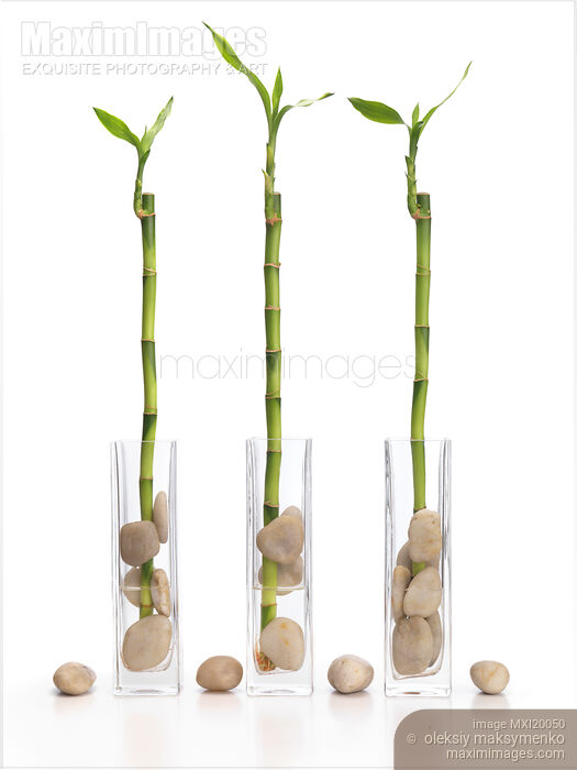 Stock photo of Lucky Bamboo Buy commercial use license at MaximImages
