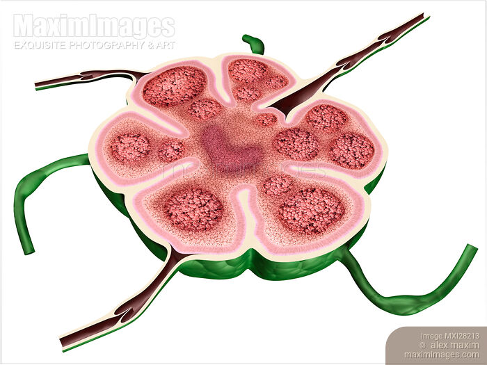 Lymph node structure Stock image of Lymph node structure Buy commercial use license at MaximImages