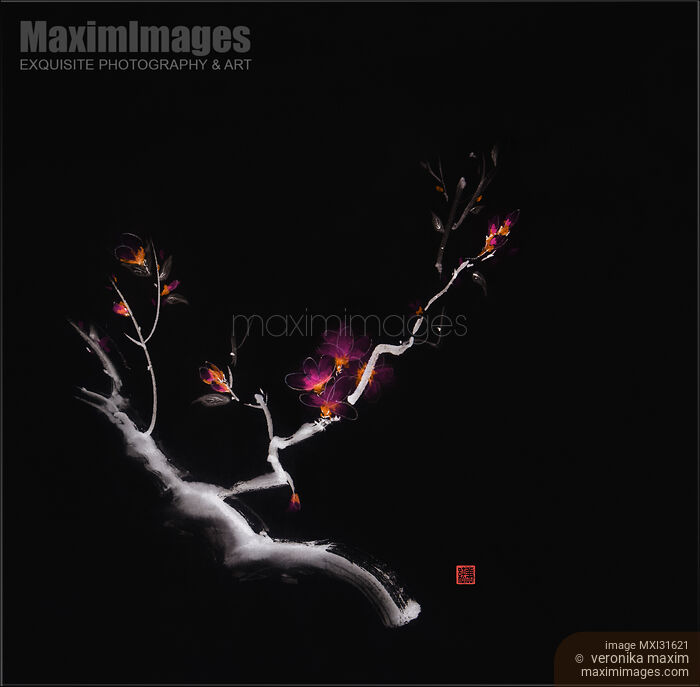 Magical black sumi-e design of a sakura branch with glowing bright violet flowers Stock image of Magical black sumi-e design of a sakura branch with glowing bright violet flowers Buy commercial use license at MaximImages