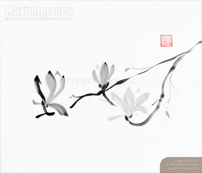 Stock image of Magnolia branch with three flowers elegant Japanese Zen Sumi-e painting on white Buy commercial use license at MaximImages