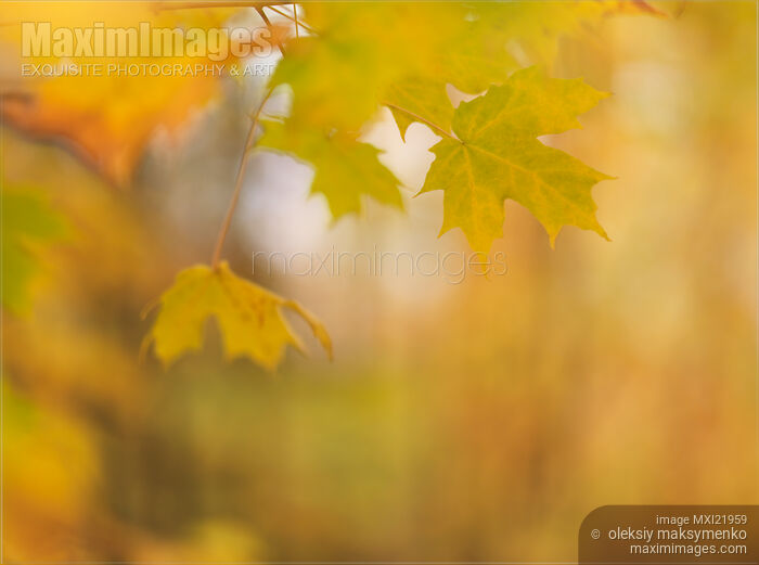 Maple Leaves Fall Nature Scenery Stock photo of Maple Leaves Fall Nature Scenery Buy commercial use license at MaximImages