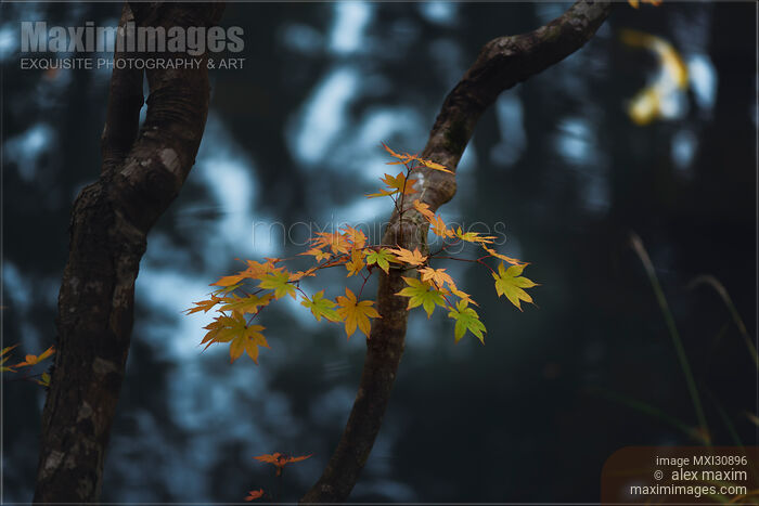Maple tree leaves in Japanese Zen garden with abstract reflections on the water in the background Stock photo of Maple tree leaves in Japanese Zen garden with abstract reflections on the water in the background Buy commercial use license at MaximImages