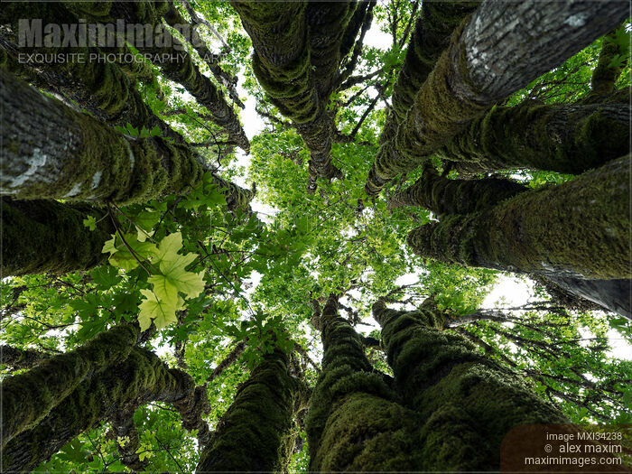 Maple tree tops canopy of green leaves over bright sky Stock photo of Maple tree tops canopy of green leaves over bright sky Buy commercial use license at MaximImages