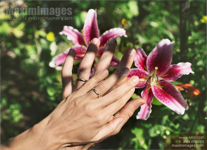 Stock photo of Married couple hands with golden wedding rings Buy commercial use license at MaximImages