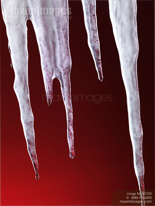 Stock photo of Melting Icicles Buy commercial use license at MaximImages