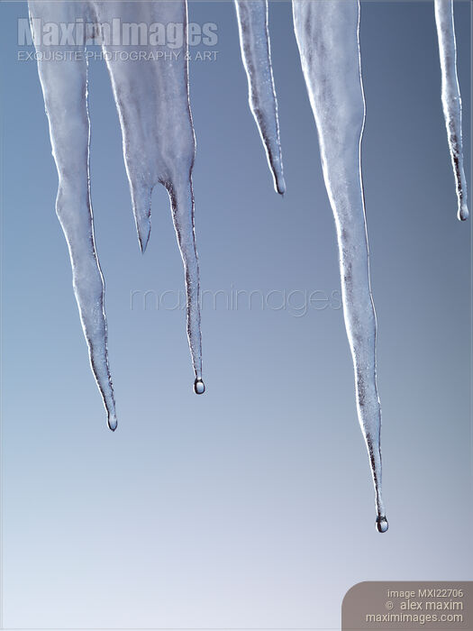 Stock photo of Melting Icicles Buy commercial use license at MaximImages