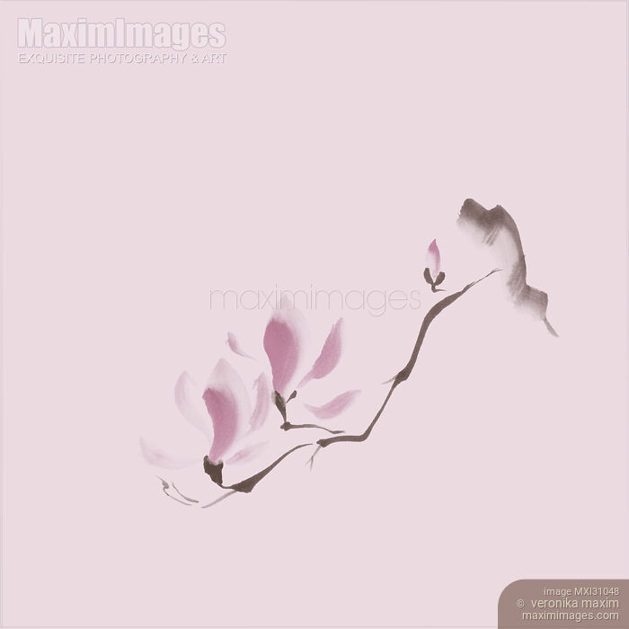 Minimalistic elegant magnolia branch Japanese Zen illustration on pink background Stock image of Minimalistic elegant magnolia branch Japanese Zen illustration on pink background Buy commercial use license at MaximImages