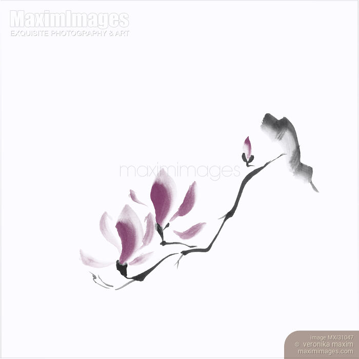 Stock image of Minimalistic elegant magnolia branch Japanese Zen illustration on white background Buy commercial use license at MaximImages