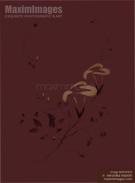 Morning Glory flowers Sumi-e illustration artistic design on brown burgundy background Stock image of Morning Glory flowers Sumi-e illustration artistic design on brown burgundy background Buy commercial use license at MaximImages