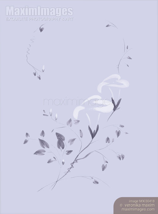 Morning Glory flowers Sumi-e illustration artistic design on lavender background Stock image of Morning Glory flowers Sumi-e illustration artistic design on lavender background Buy commercial use license at MaximImages