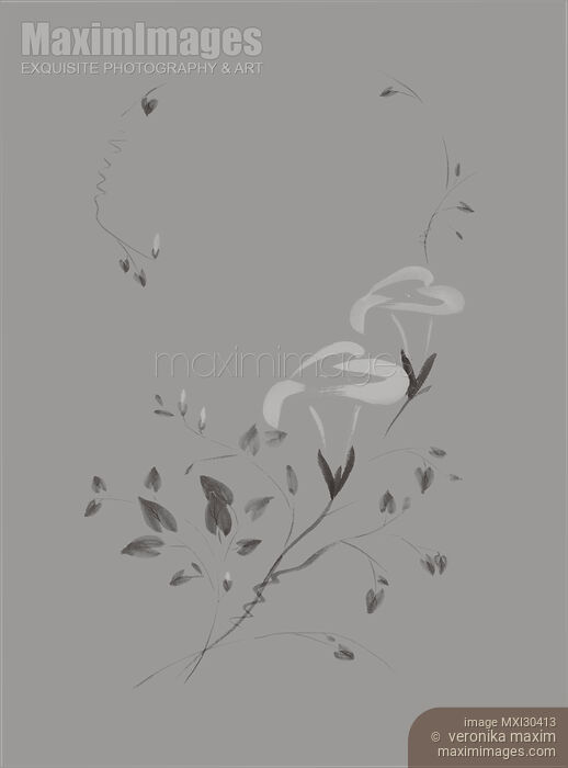 Morning Glory flowers Sumi-e illustration artistic design on light gray background Stock image of Morning Glory flowers Sumi-e illustration artistic design on light gray background Buy commercial use license at MaximImages