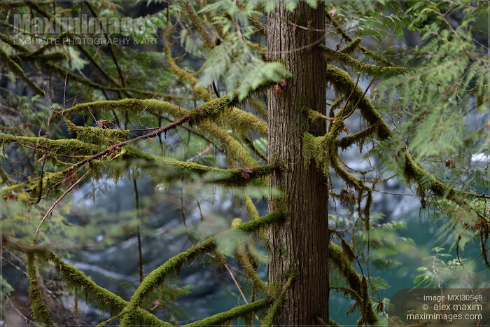 Stock photo of Mossy branches of a Cedar tree in tranquil nature scenery at Vancouver Island Buy commercial use license at MaximImages