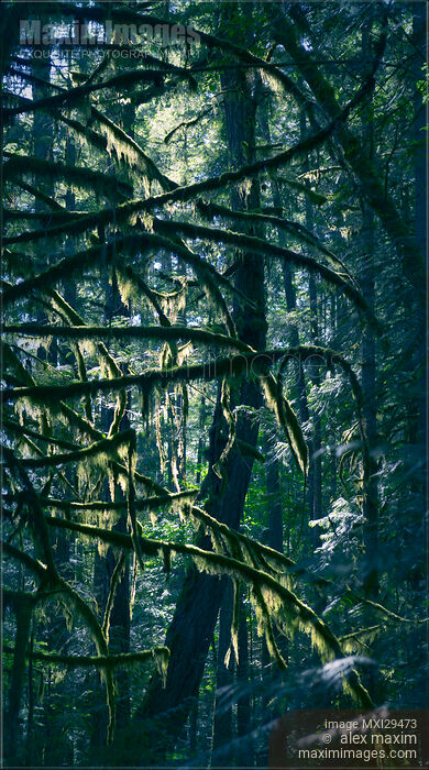 Mossy branches of Douglas fir trees Stock photo of Mossy branches of Douglas fir trees Buy commercial use license at MaximImages