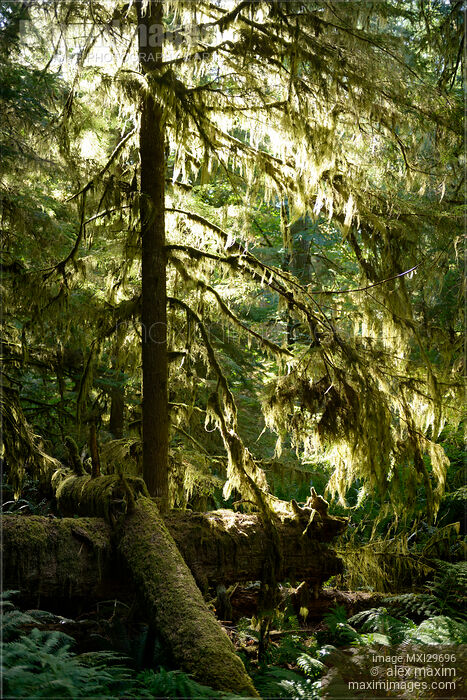Mossy forest lit by bright sunlight Stock photo of Mossy forest lit by bright sunlight Buy commercial use license at MaximImages